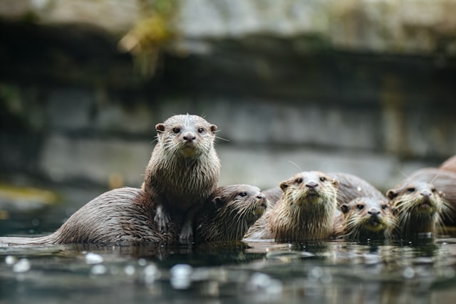 Otters